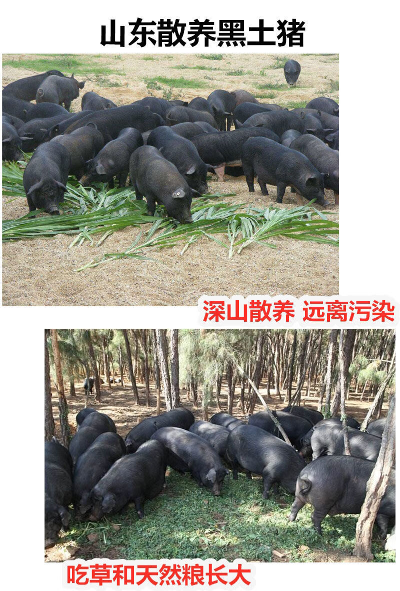 豬肉梅花肉散養黑豬肉去皮去骨前腿肉後腿肉雪花肉3斤4斤新鮮現殺黑豬