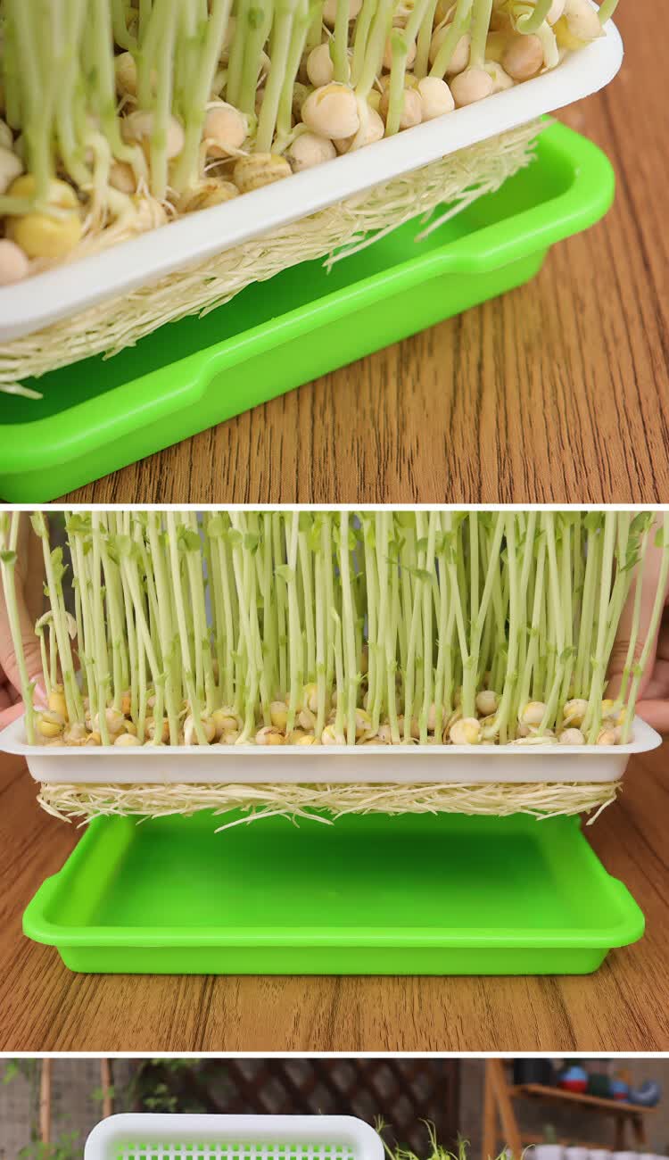 花生芽育苗盘豆芽发芽盆育苗盘芽苗菜水培盒发花生豆芽专用盆无土栽培