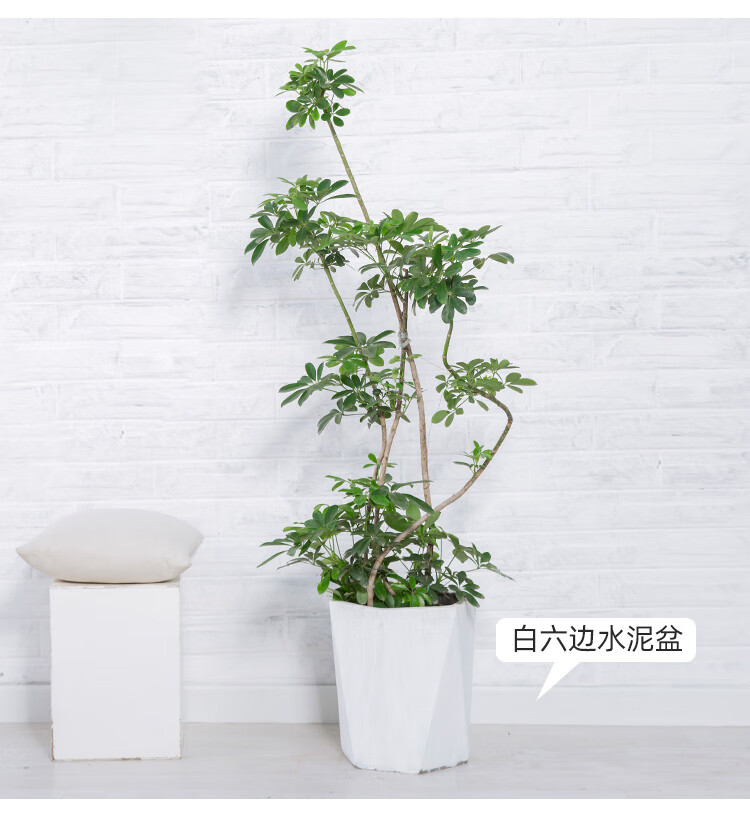 鸭脚木大盆栽造型鹅掌柴室内客厅办公室大型多枝好养吸大植物高150170