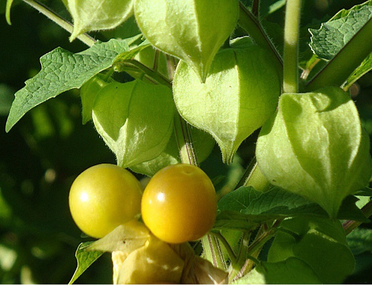 果燈籠果種子種籽紅甜孑黃菇娘四季盆栽蔬菜果苗果樹紅姑娘苗子6棵