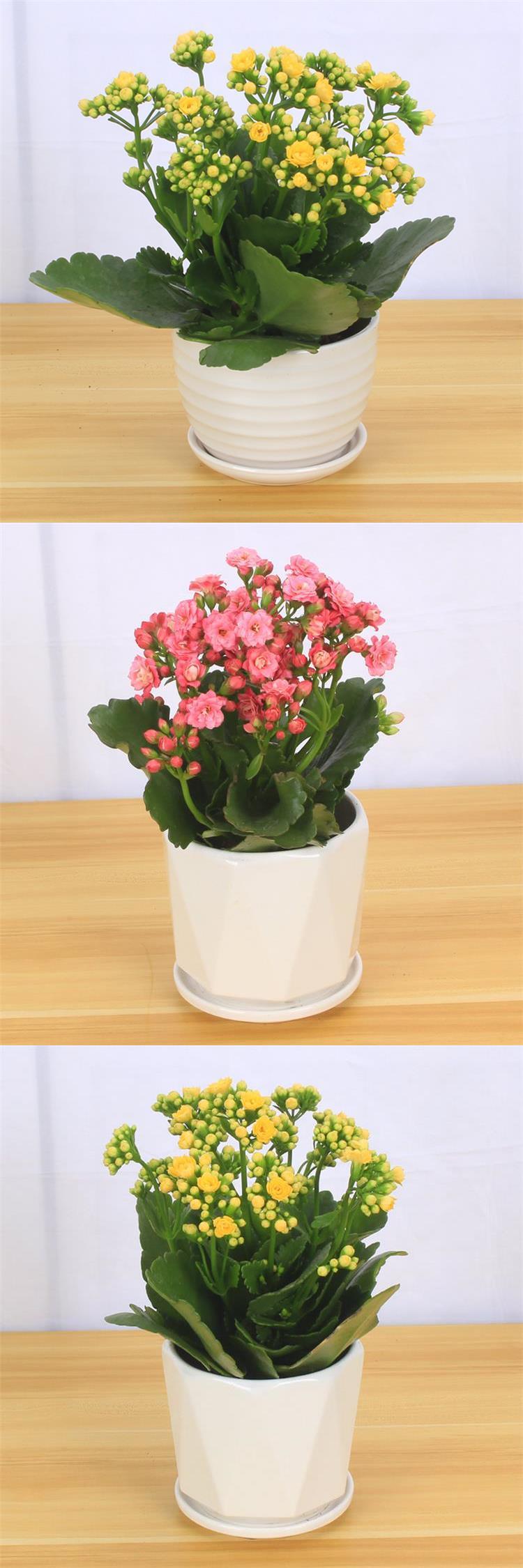 苗四季好养的花带花苞观花植物室内大盆花卉好养长寿花原盆红色f植物