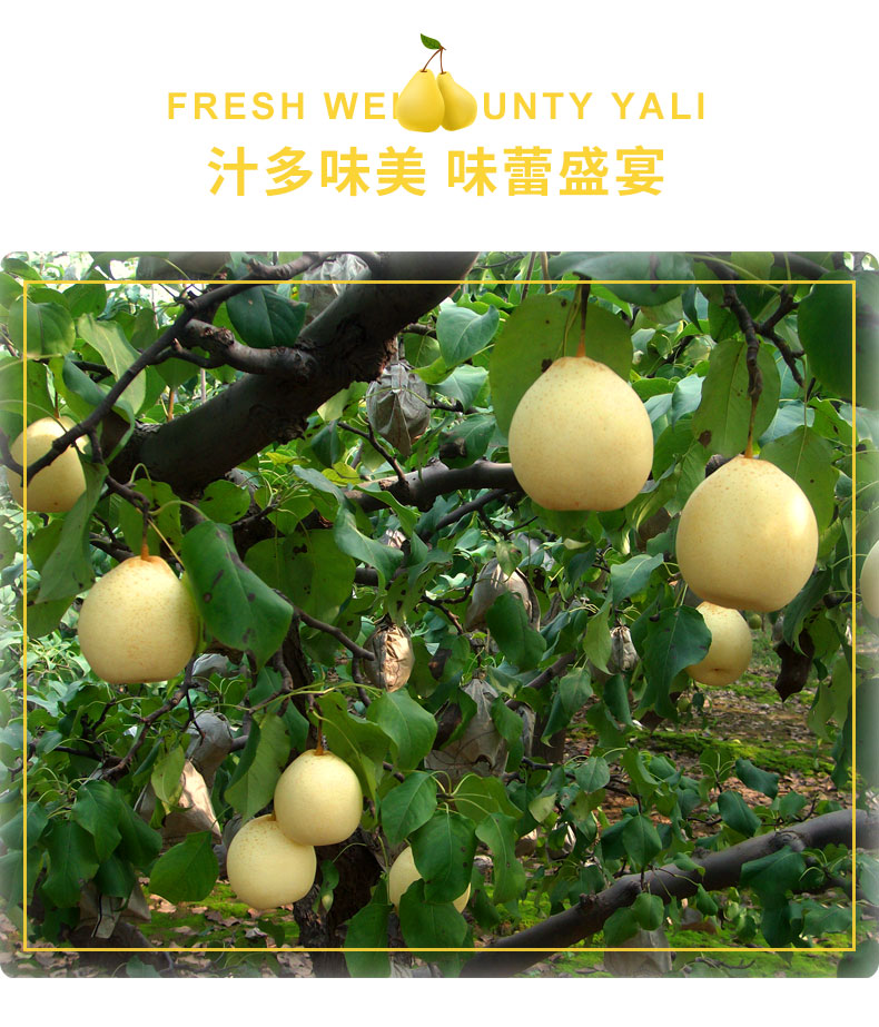 魏县水晶鸭梨河北鸭梨脆甜香梨新鲜白梨子当季整箱水果送礼3斤中果