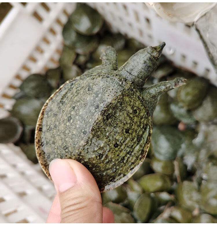 正宗中华外塘甲鱼苗江西活体小甲鱼苗甲鱼团鱼王八苗水产品一只装1015