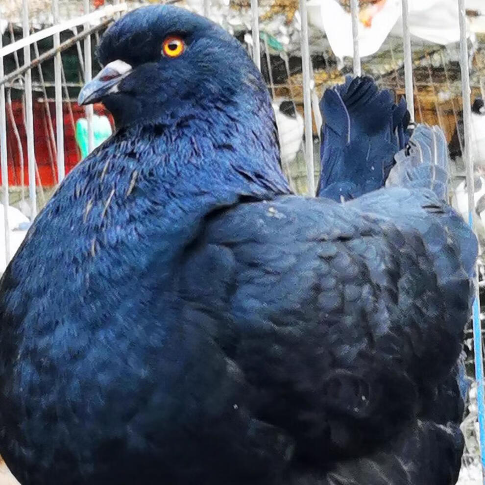 【京选推荐】元宝鸽巨型鸽八斤鸽大体元宝种鸽青年鸽子观赏鸽活体鸽子