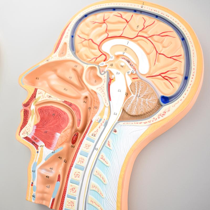 enovo颐诺医学头部正中切面额切面模型 正中矢状位断层标本人体断层