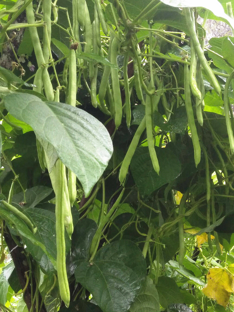 紅花白莢四季豆春夏秋芸架豆農家菜園陽臺大棚播種蔬菜豆角種籽 四川