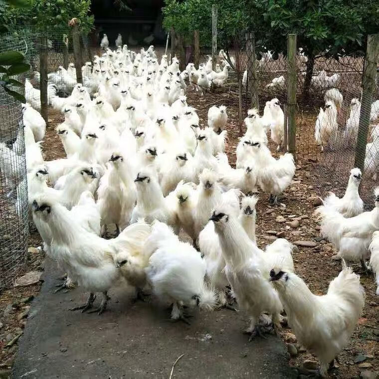 纯种泰和乌鸡白凤乌鸡活体脱温鸡半大鸡白毛鸡乌骨鸡小鸡包活到家 白