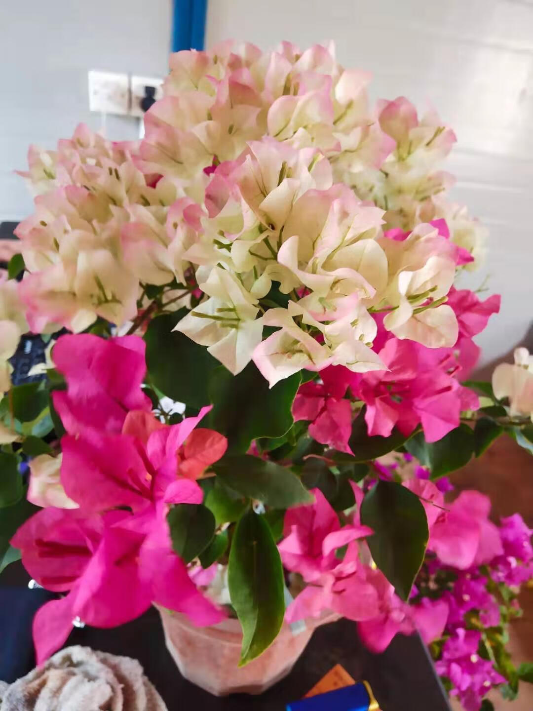 重瓣三角梅四季开花盆栽花苗室内外爬藤绿植花卉耐寒易活好养勤花