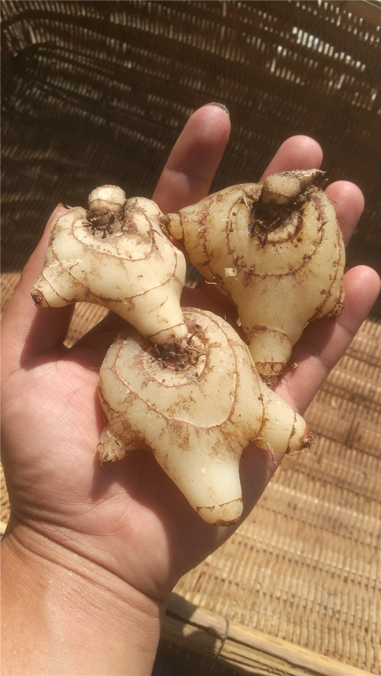 凯史甘斯白及白芨新鲜 三叉紫花大 白及中药材湖南 可种植小种苗现挖