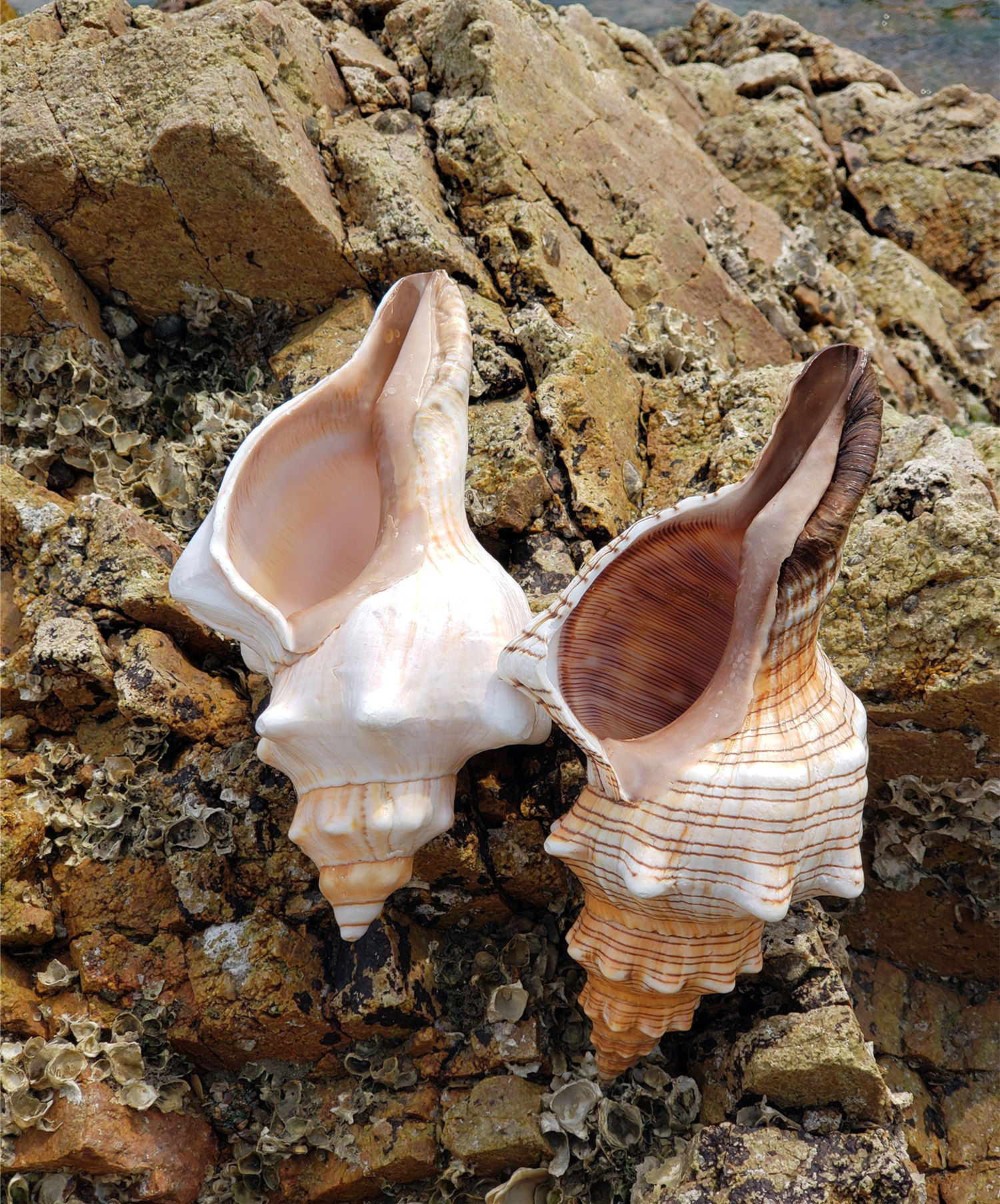 小米生态家居同款新品天然赤旋螺羊角螺超大海螺贝壳海星鱼缸造景大