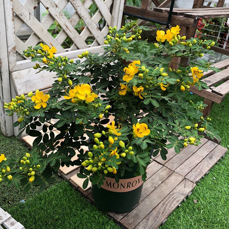 黄金梅盆栽耐寒木本植物庭院花园多年生花卉露天室外开花黄金梅不含盆