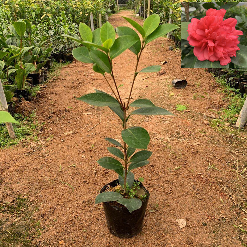 重瓣夏日七心小璇国色衍平文清花开不断阳台庭院植物夏日七心2年苗含