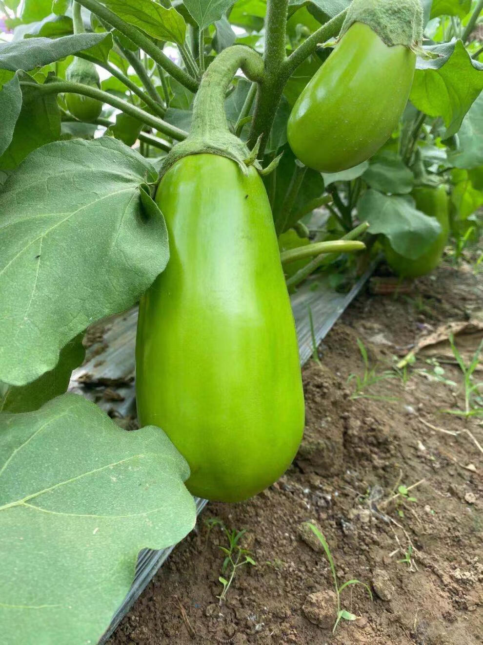 玫栀河南特产绿茄子农家自种新鲜绿皮茄子生吃青茄子2500g