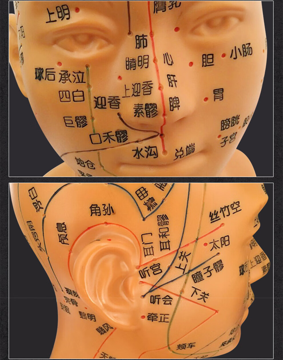 颖健 高清头部穴位模型针灸刻字头模带穴位全脸面部假头腧穴人体按摩