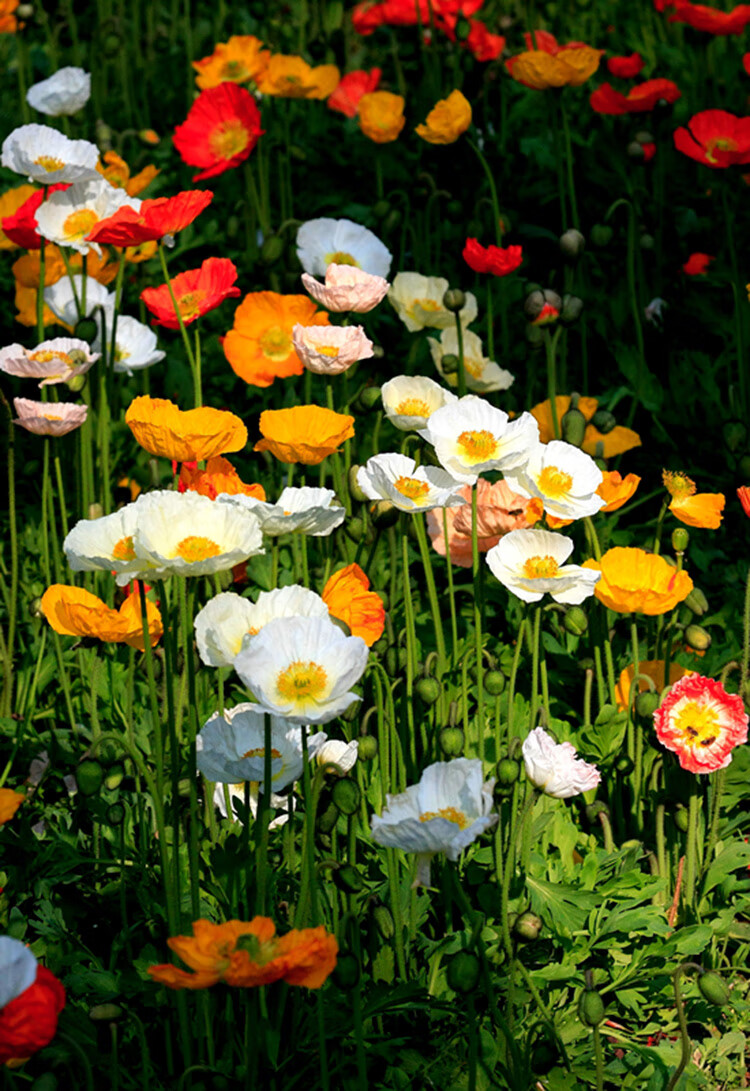 冰岛虞美人种子耐寒耐阴春秋播花种子景观花海四季种易活开花不断楚风