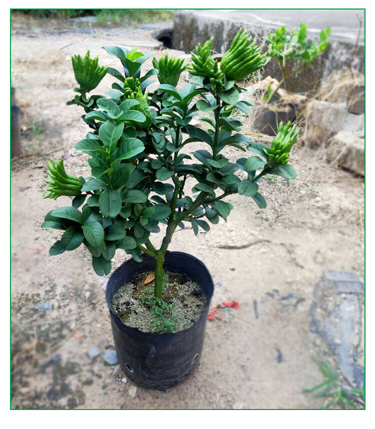 锦林佛手金华佛手盆景带果金佛手苗盆栽花卉千指佛手小果原土原盆千指