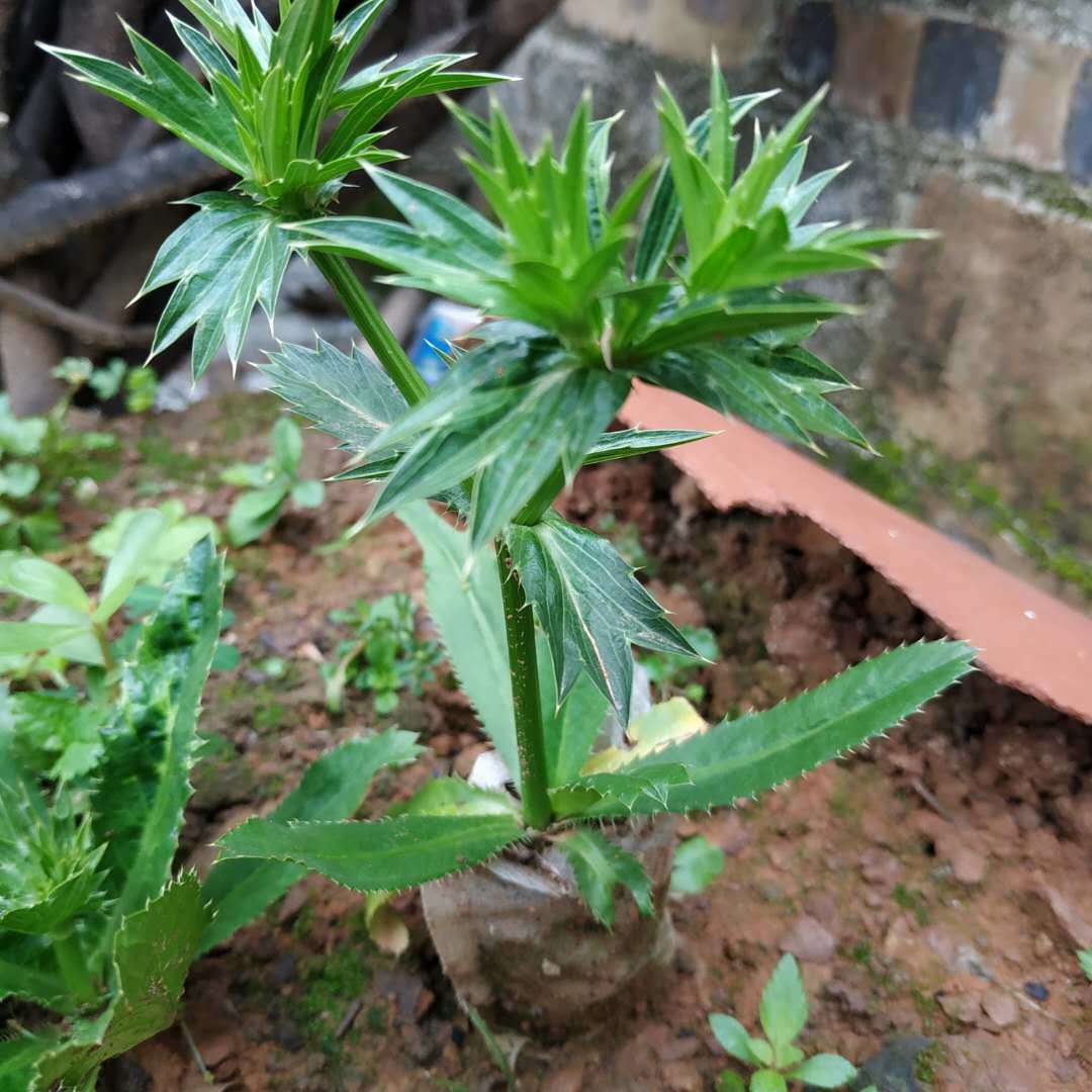 盐茜苗野生土香菜广西盐茜盆景芫荽配菜香味浓厚小苗山野香菜种苗