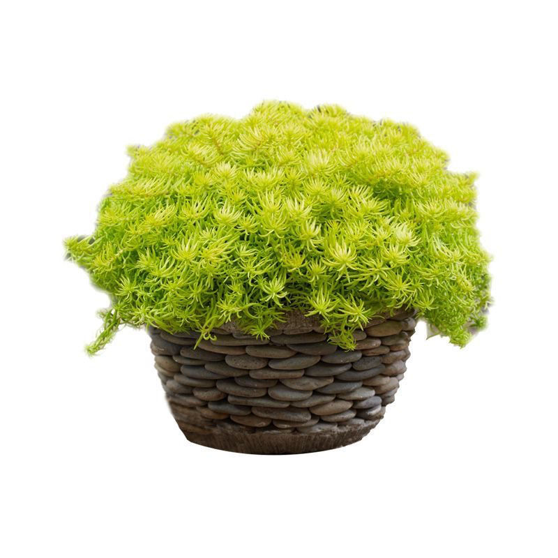 澜墨金叶佛甲草佛甲草盆栽多年生地被植物常绿观叶耐阴好养耐热耐寒