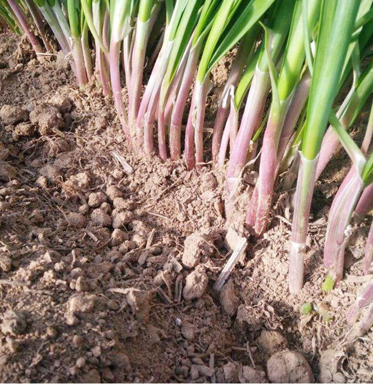 寿光独根红韭菜根现挖细叶紫根韭菜割茬春秋四季阳台盆栽大盆水培韭菜