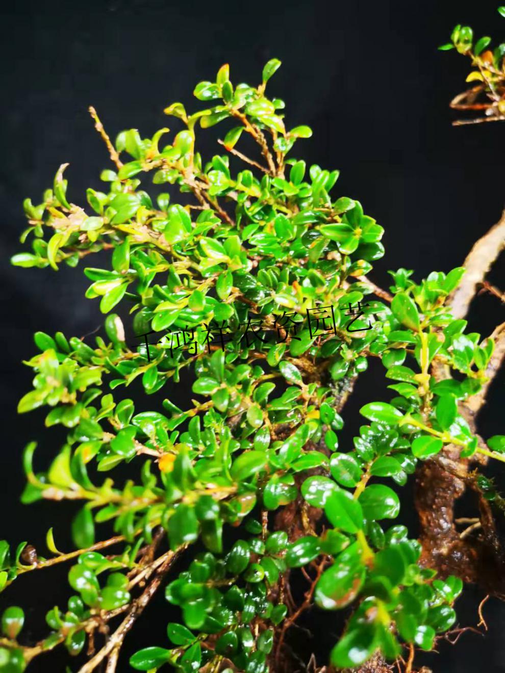 云南正宗珍珠黄杨须根好盆栽庭院常绿植物12号珍珠黄杨