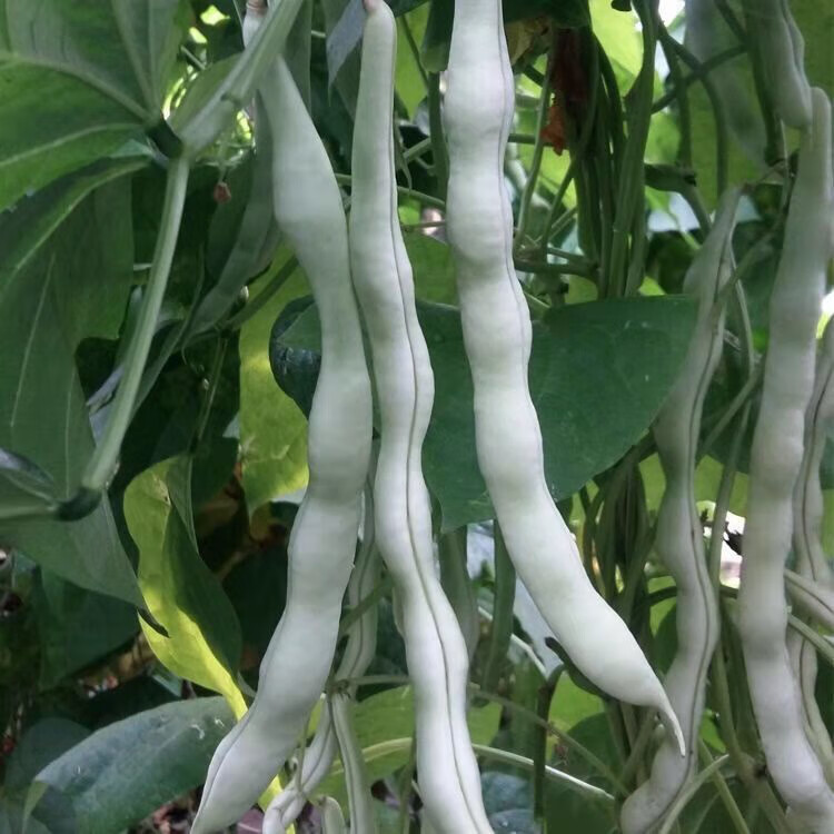 白不老豆角新鲜东北架豆王老来少芸豆四季豆白架豆农家蔬菜3斤