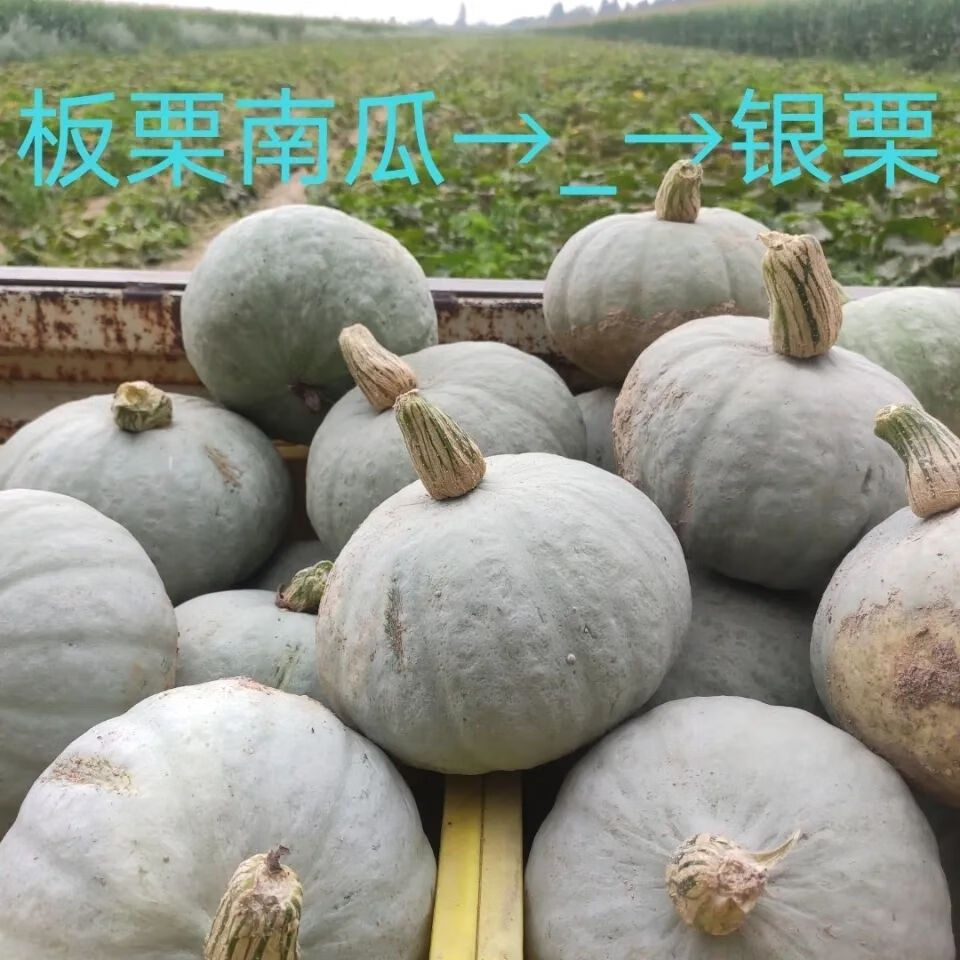 自家种的银板栗南瓜宁夏银川旱栗南瓜好吃不贵净重九斤五个