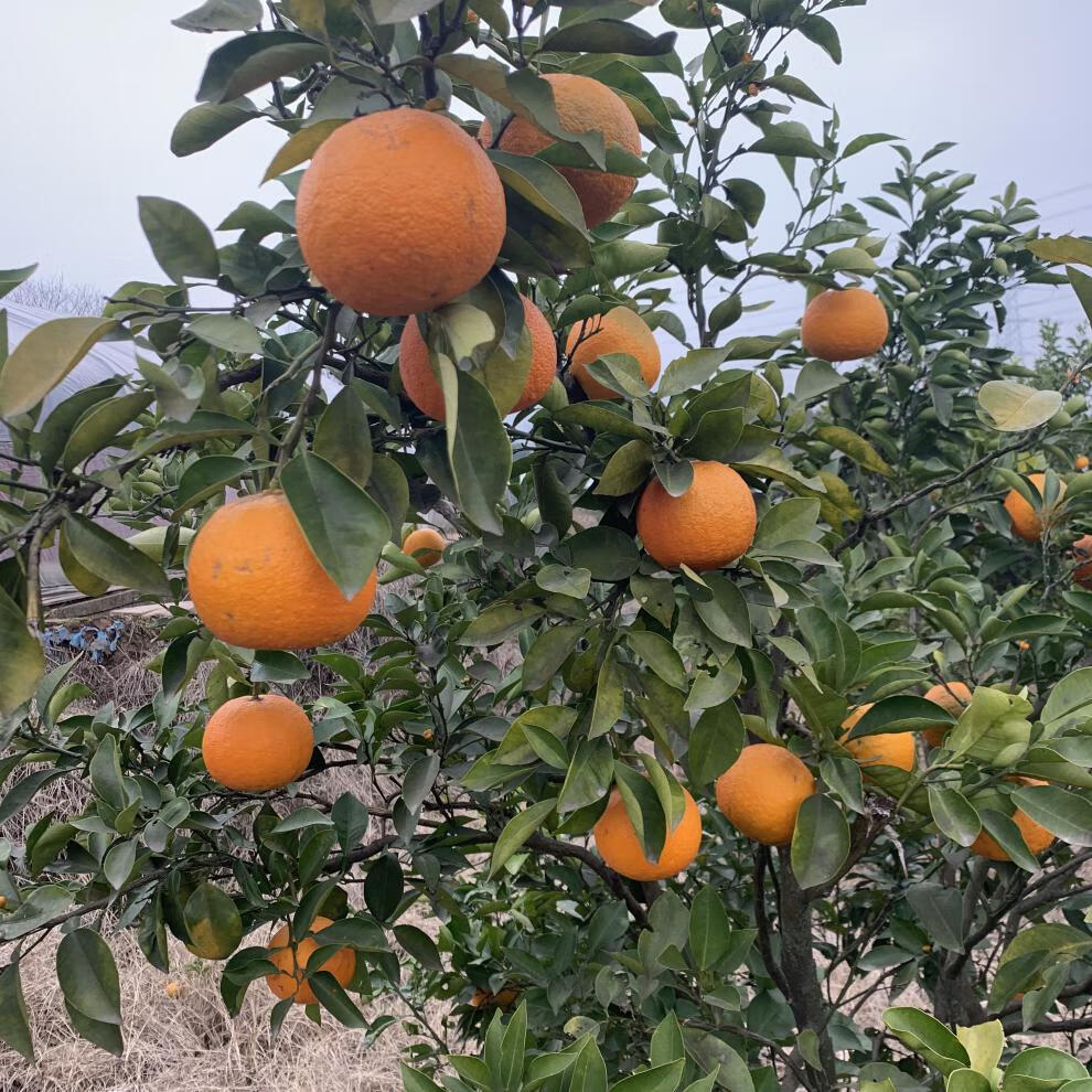 代代果金华土玳玳果回青橙代代橘枳实现摘现发6斤半黄果