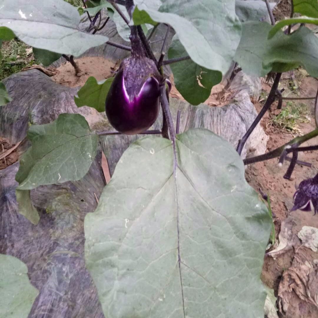贵州凉都现摘新鲜椭圆茄子紫茄子两斤