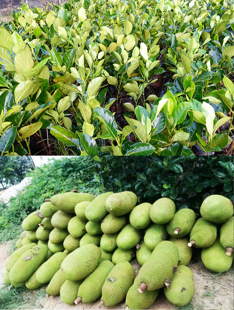 山头林村木菠萝树苗黄肉木菠萝广西嫁接苗带土带叶菠萝蜜果树苗 1号黄