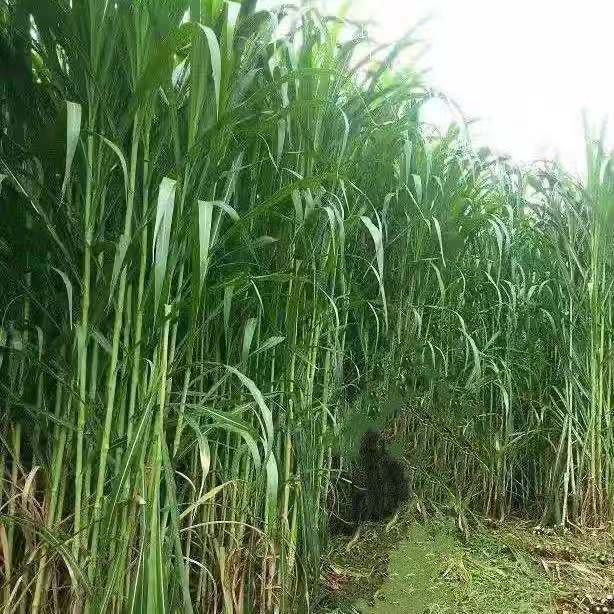 巨菌草四季巨草種子多年生高產牧草種子皇竹草種子牛羊豬魚兔養殖畜牧