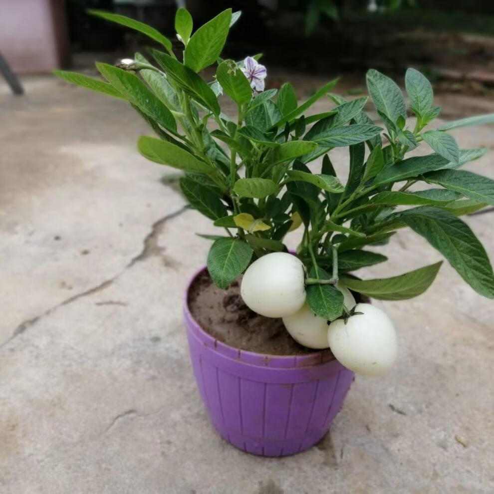 发货人参果苗使用观赏两用四季阳台盆栽绿植盆景 人参果种子1袋约30粒