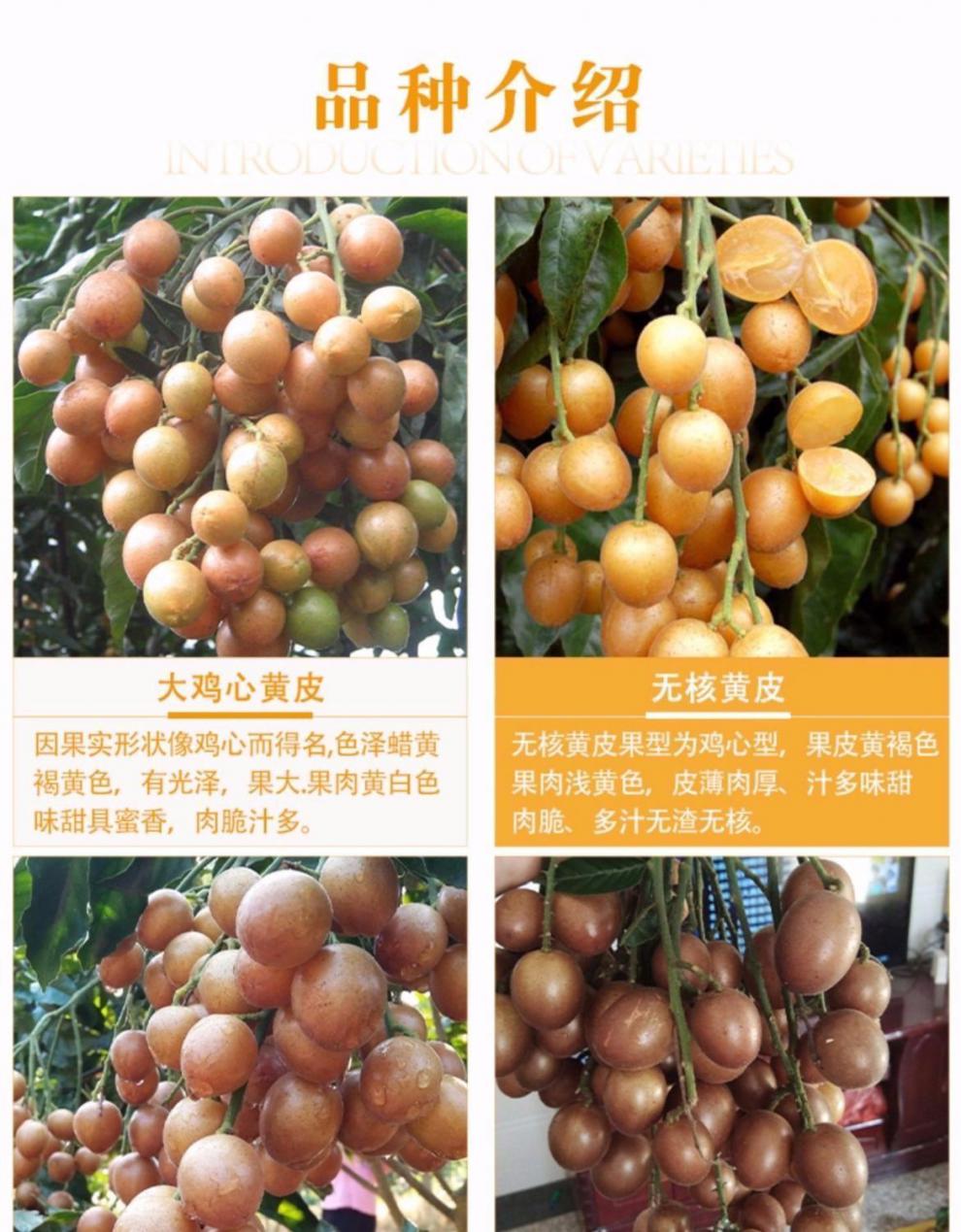 祉鹿黄皮果树苗嫁接新品种无核鸡心黑皮黄皮果苗南方北方种植当年结果