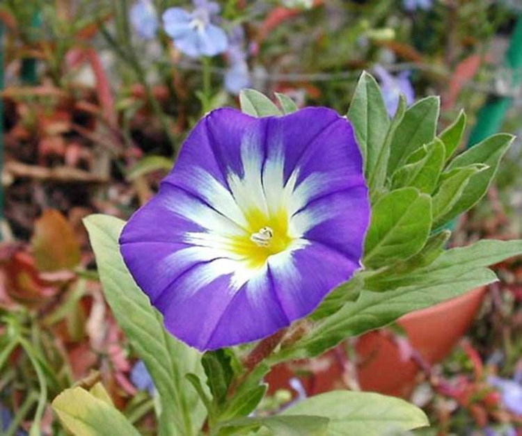 三色旋种子三色朝颜花卉种子园林景观园艺鲜花植物花籽花海三色旋250