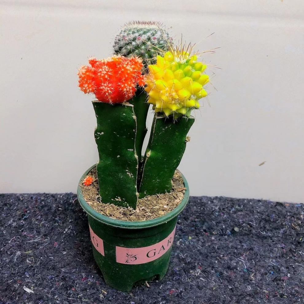 精选现发彩色仙人球三色球组合万重山盆栽室内新款多肉桌面绿植进宝