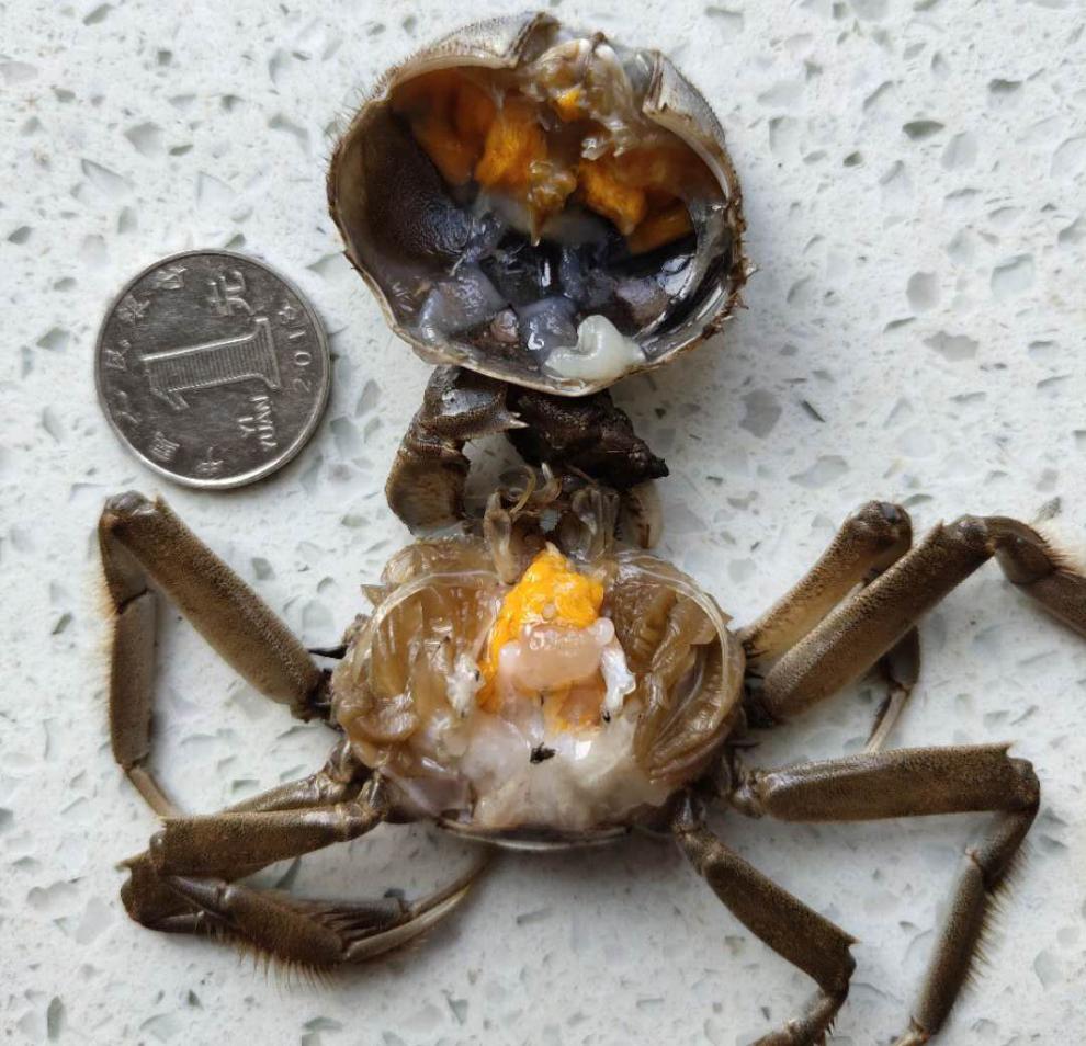 多地隔日达小螃蟹240只鲜活一元蟹盘锦河蟹香辣蟹稻田小毛蟹醉蟹老头