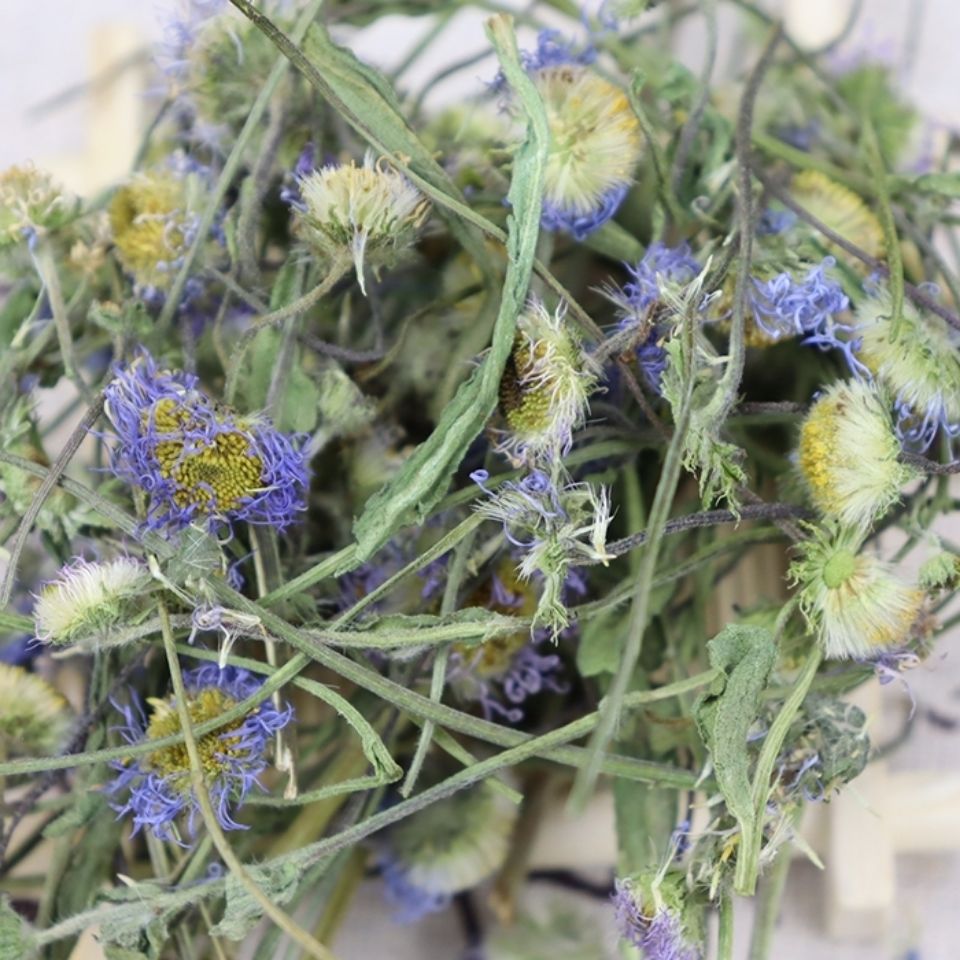 有仁堂2021年新货云南也生灯盏花灯盏花细心年货1000克