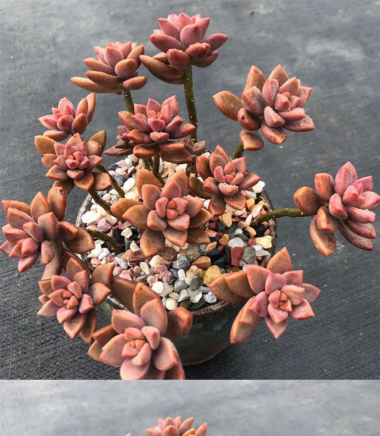 多肉植物绿植基地姬胧月盆栽花卉批发特大颗卧室阳台观赏盆栽精品姬