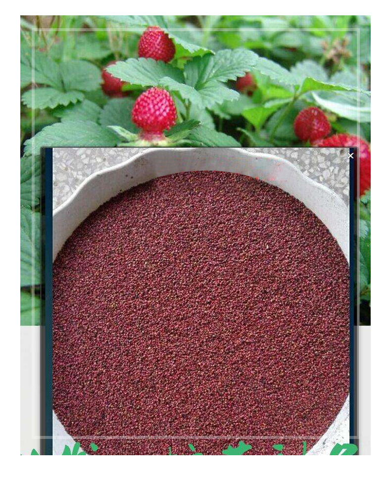 蛇莓种子草坪庭院盆栽观赏种子花籽室内外种植水果种籽蛇莓500粒肥