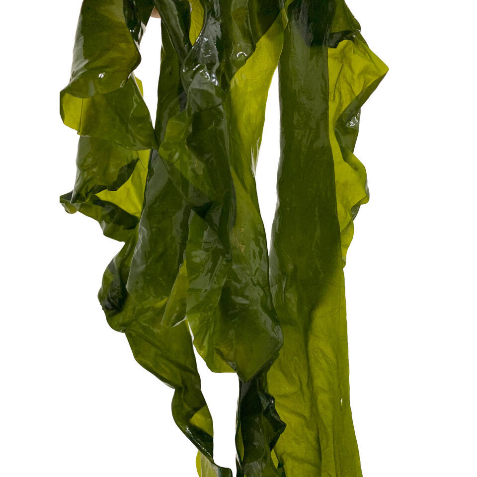 盐渍海带边整颗箱装厚片少盐新鲜嫩裙带菜凉拌菜食材整条海带5斤大片