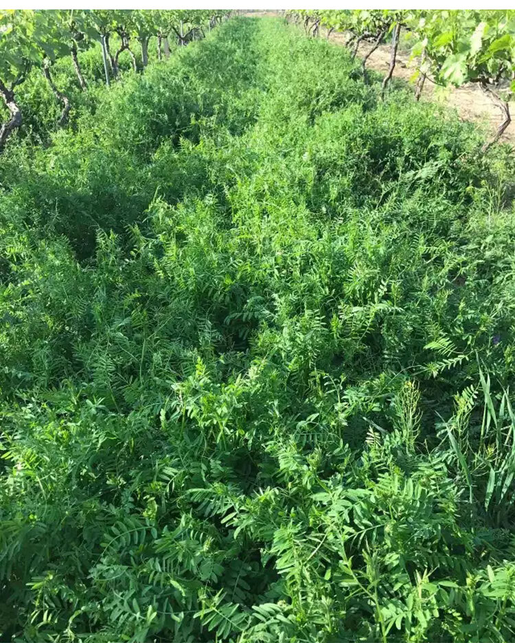 果園綠肥種子紫花苕子種長柔毛野豌豆毛苕子養蜂蜜源草種綠肥種籽