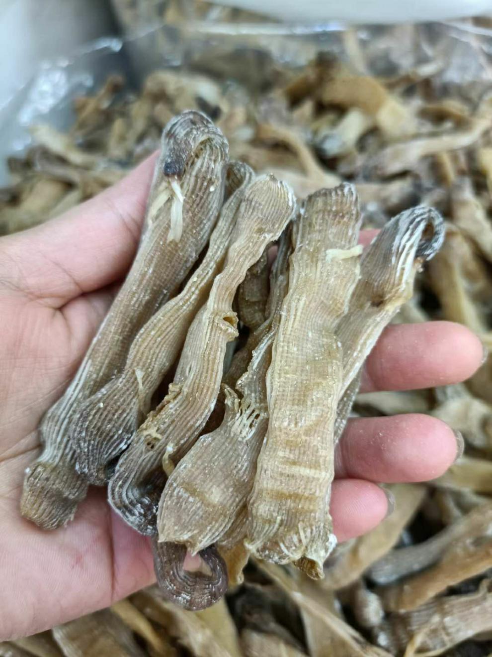 北京同仁堂原料野生中沙虫干海肠沙肠子海人参海虫干货海鲜海产广东