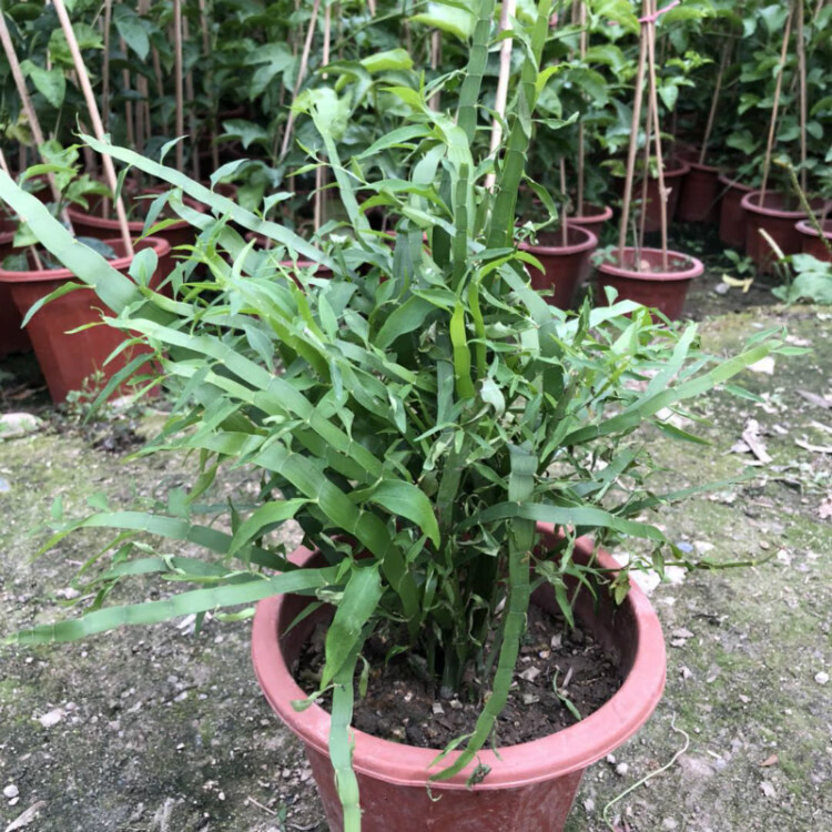 庭院阳台盆栽青草药根竹节蓼苗草神仙对坐草可观赏可 3年苗 不含盆