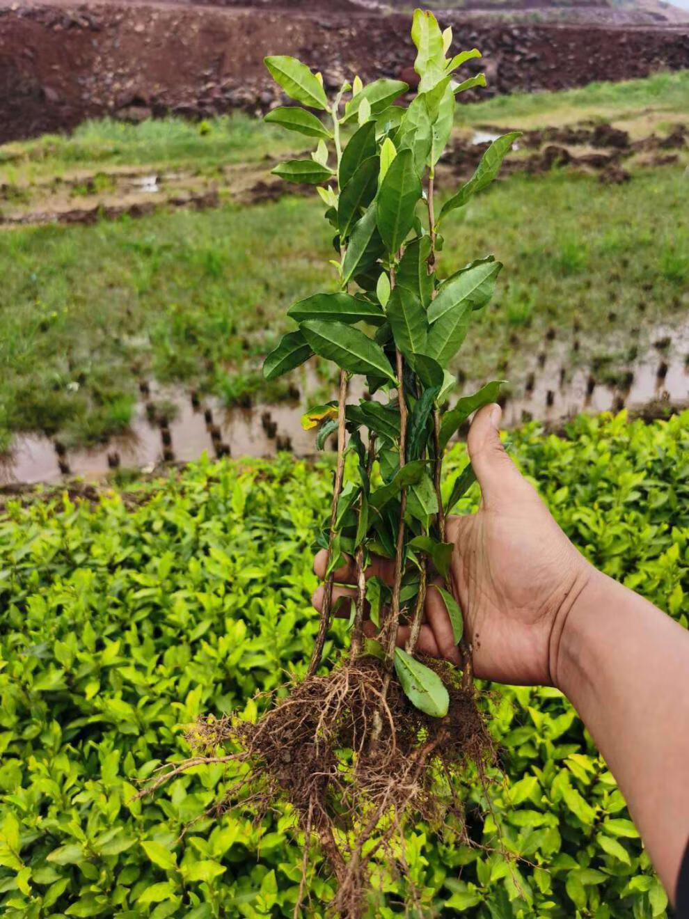 茶叶苗安吉白茶黄金芽茶苗普洱茶龙井碧螺春南方种植四季绿茶树苗毛尖