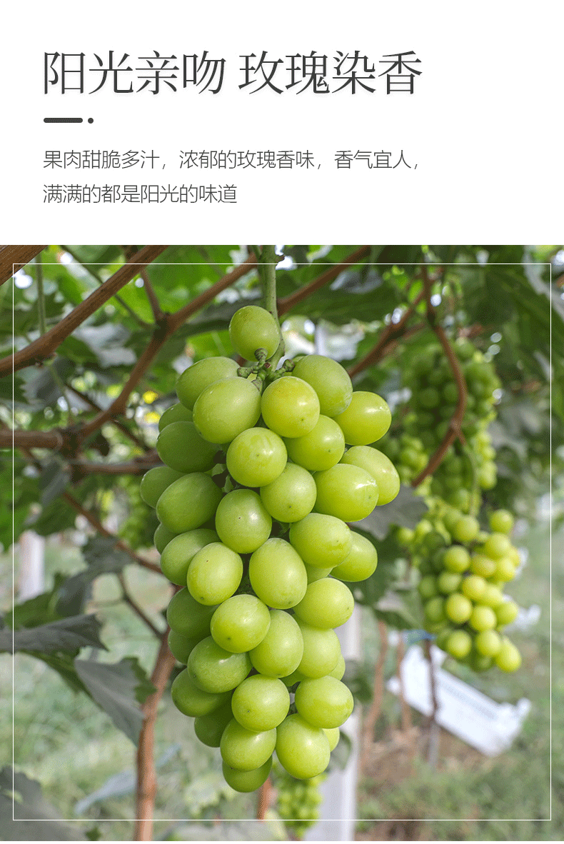 阳光玫瑰晴王葡萄日本无籽青提葡萄节日精品礼盒应季当季新鲜水果香印