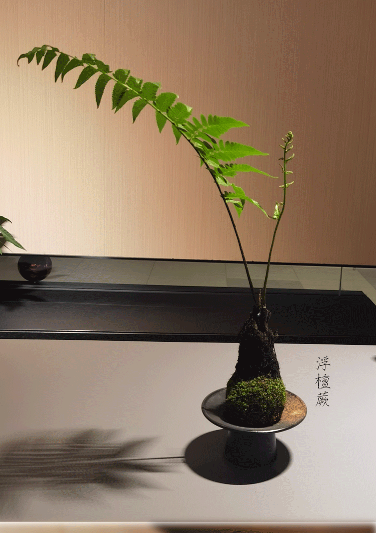 蕨类植物盆栽水培室内耐阴好养桌面苔藓球一叶蕨造景绿植波士顿蕨