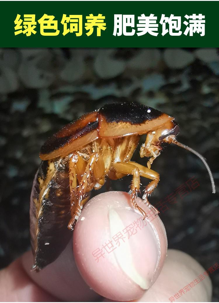 杜比亚蟑螂 昆虫 爬宠 活饵 饲料 新成体繁殖组5公10母【图片 价格