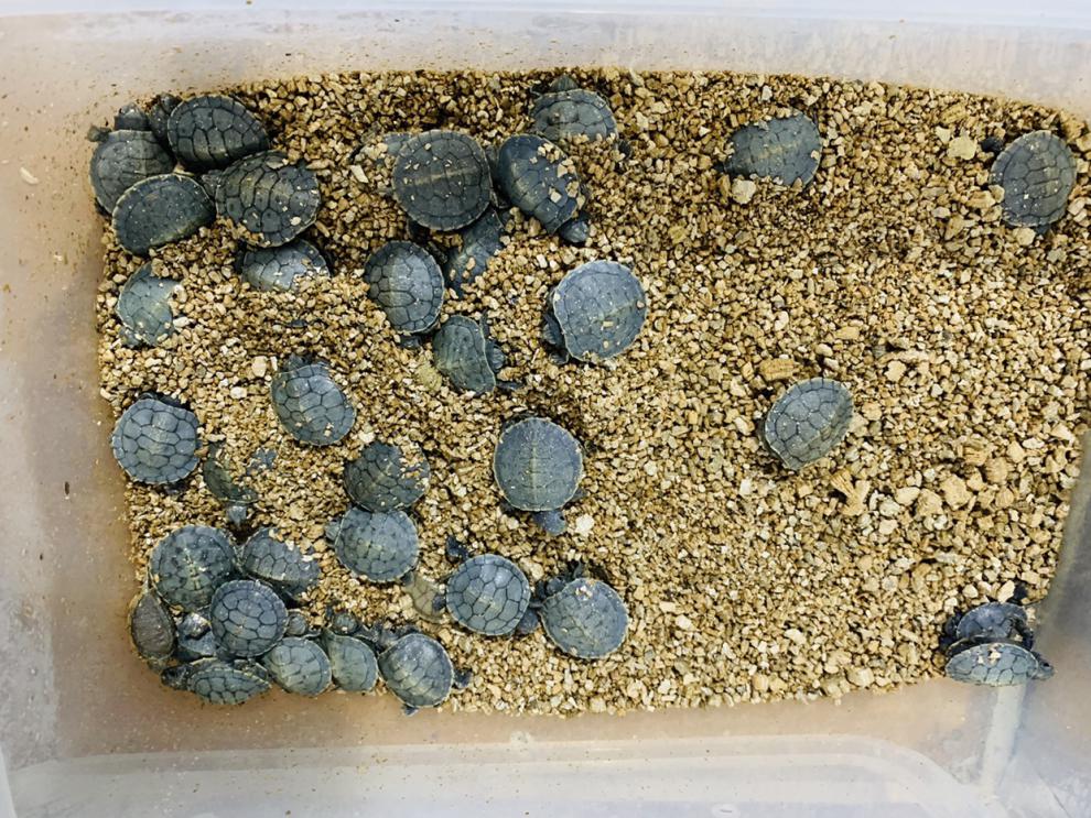 黑化巴西龟黑珍珠变异巴西黑巴萌宠日常宠物好养省心小萌宠赤兔马