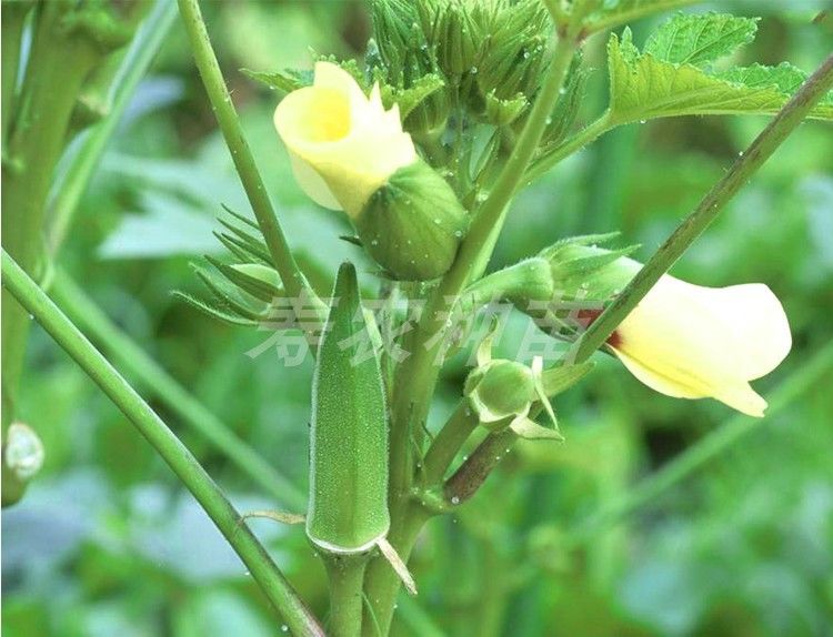 黄秋葵种苗春季夏季耐热红秋葵秧苗秋葵苗子蔬菜绿秋葵水果秋葵苗麦基