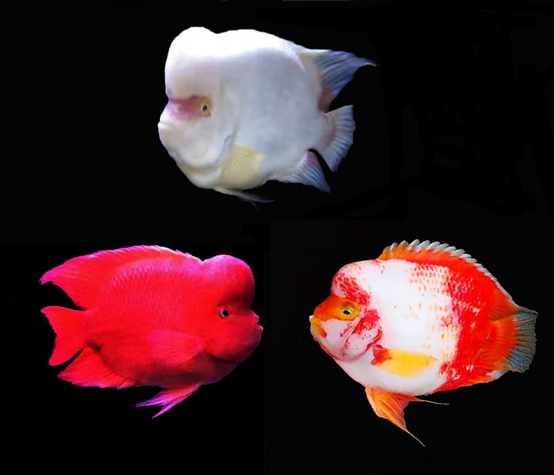 嘉瑰高端红白雪山财神鱼红白元宝精挑红财神雪山财神