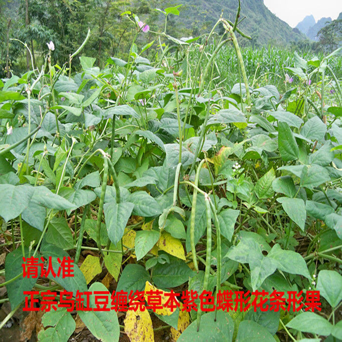 云舵 广西马山土黑豆又叫黑饭豆黑眉豆农家自种老品种肾形五谷杂粮 5